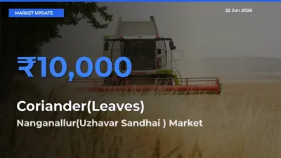 Top Performer! Nanganallur(Uzhavar Sandhai ) Offers Best Coriander(Leaves) Price Today