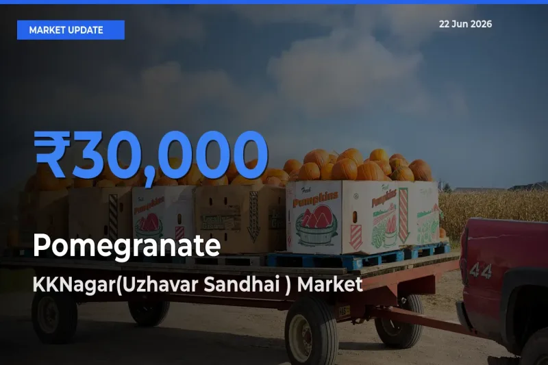 KKNagar(Uzhavar Sandhai ) Tops Pomegranate Rates – June 22 Market Update