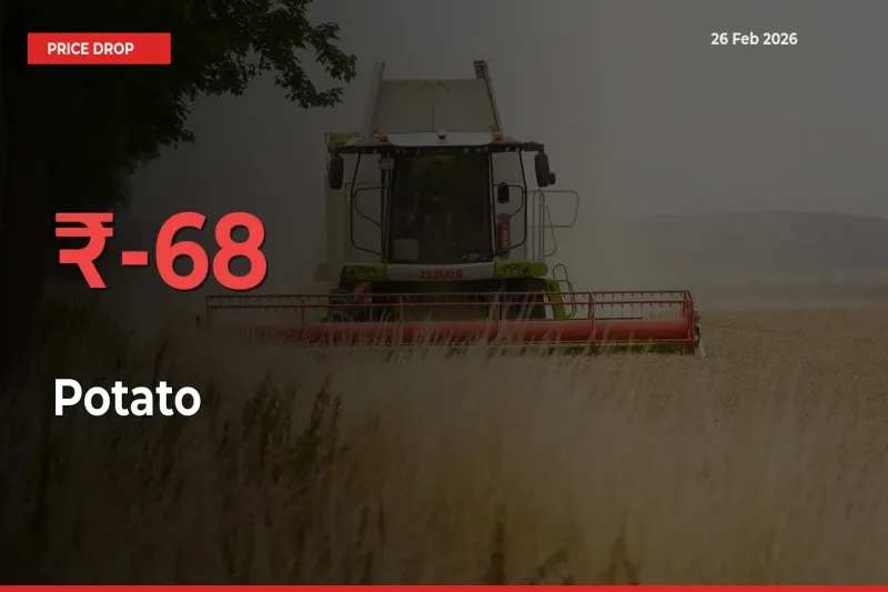 67.61% Drop in Potato Prices – Mandi Sees Sudden Fall