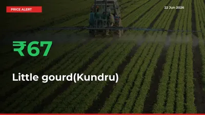 Little gourd(Kundru) Rises 67.05% at Mandis