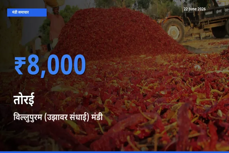 विल्लुपुरम (उझावर संधाई) मंडी में तोरई ₹8,000 पर पहुँचा – आज का सर्वोच्च भाव