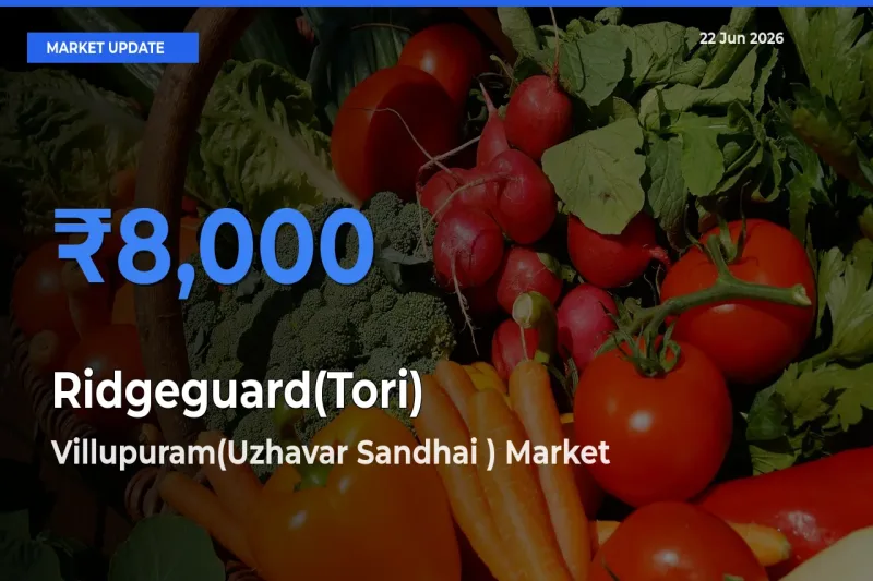 Villupuram(Uzhavar Sandhai ) Offers ₹8,000 – Highest Ridgeguard(Tori) Rate Today
