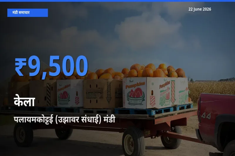 टॉप मंडी बना पलायमकोट्टई (उझावर संधाई)! केला के सबसे ऊँचे दाम यहीं दर्ज