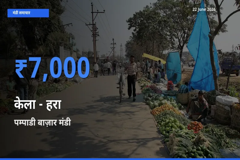 बाज़ार संकेत: पम्पाडी बाज़ार बना केला - हरा के लिए आज की टॉप मंडी