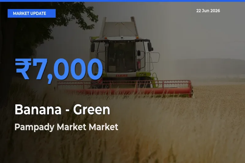Pampady Market Emerges as Top Mandi for Banana - Green Prices Today