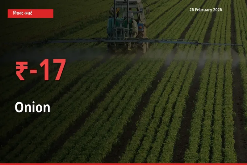 26 February अपडेट: Onion के दाम मंडी में 17.3% गिरे