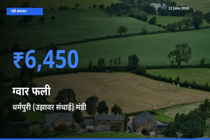 टॉप मंडी बना धर्मपुरी (उझावर संधाई)! ग्वार फली के सबसे ऊँचे दाम यहीं दर्ज