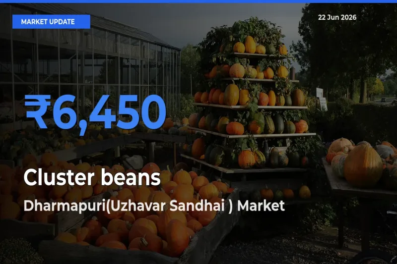 Dharmapuri(Uzhavar Sandhai ) Tops Cluster beans Rates – June 22 Market Update