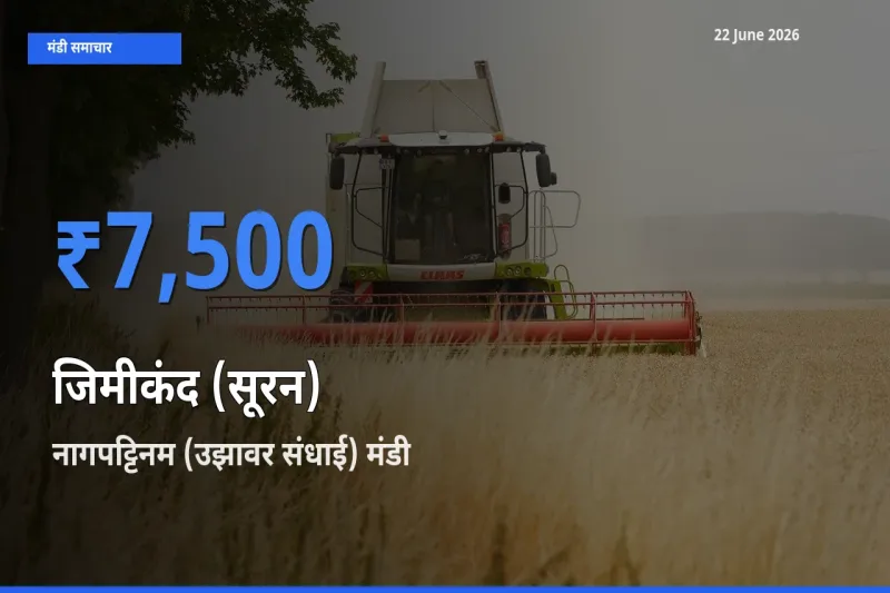 22 June अपडेट: जिमीकंद (सूरन) के सबसे ऊँचे दाम नागपट्टिनम (उझावर संधाई) मंडी में