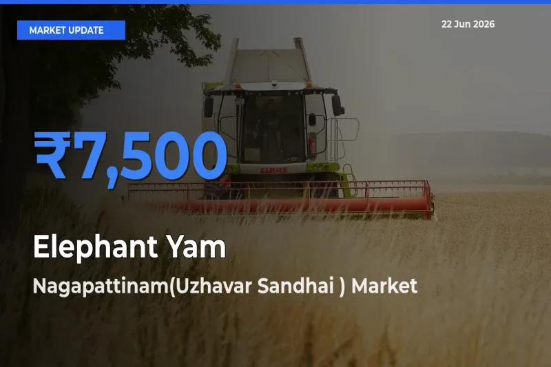 Top Performer! Nagapattinam(Uzhavar Sandhai ) Offers Best Elephant Yam Price Today