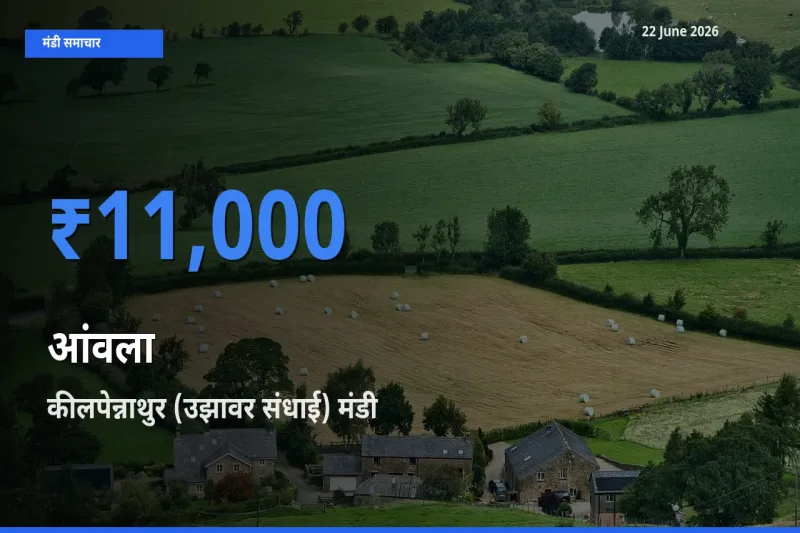 22 June अपडेट: आंवला के सबसे ऊँचे दाम कीलपेन्नाथुर (उझावर संधाई) मंडी में