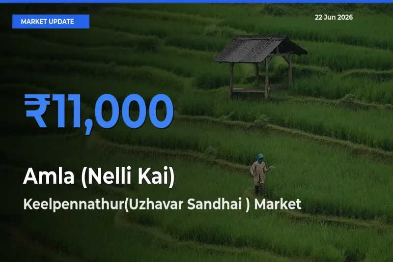 Market Watch: Keelpennathur(Uzhavar Sandhai ) Becomes Top Mandi for Amla (Nelli Kai)