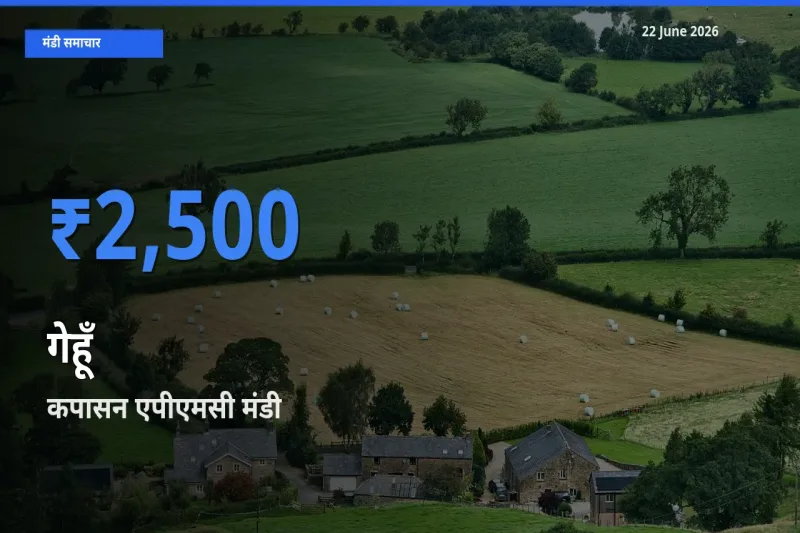 आज का मंडी भाव: गेहूँ के सबसे ज़्यादा दाम कपासन एपीएमसी में