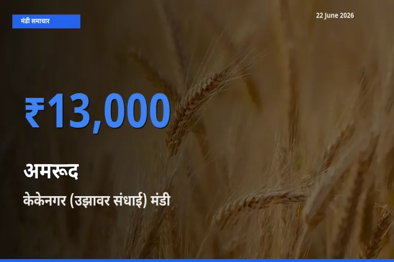 आज का मंडी भाव: अमरूद के सबसे ज़्यादा दाम केकेनगर (उझावर संधाई) में
