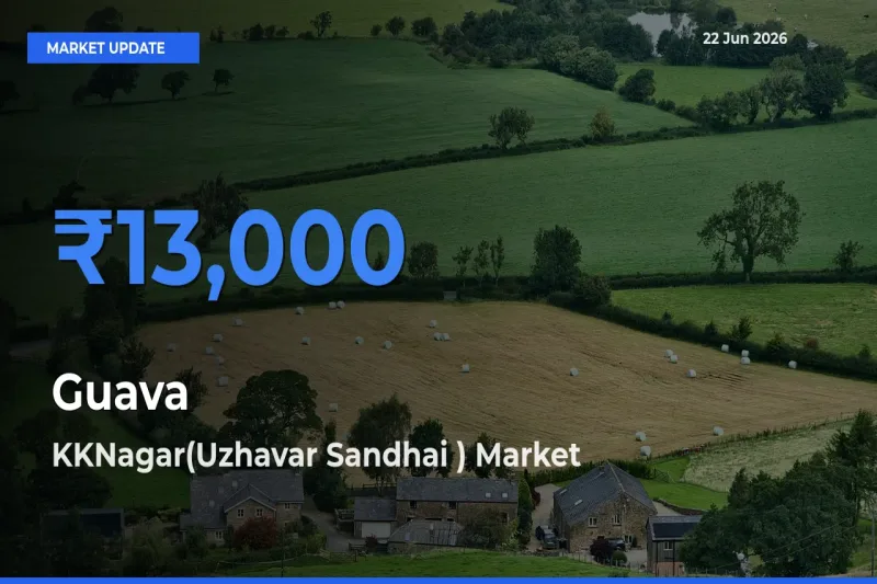 KKNagar(Uzhavar Sandhai ) Records Highest ₹13,000 Rate for Guava