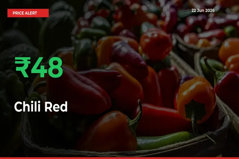 Sudden 48.02% Rally in Chili Red Prices Across Mandis