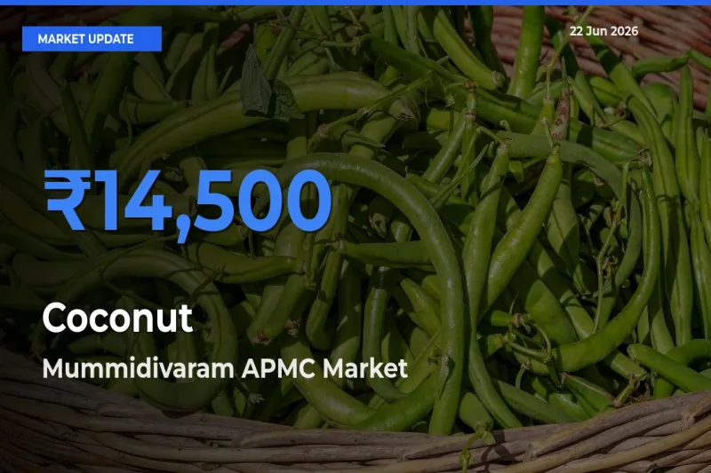 Mummidivaram APMC Records Highest ₹14,500 Rate for Coconut