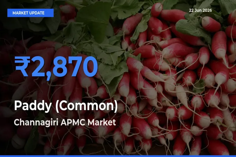 Channagiri APMC Leads as Top Mandi for Paddy (Common) Prices