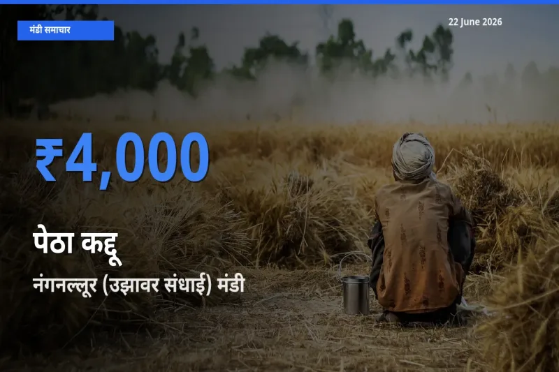 आज पेठा कद्दू के सबसे ऊँचे दाम ₹4,000 नंगनल्लूर (उझावर संधाई) मंडी में
