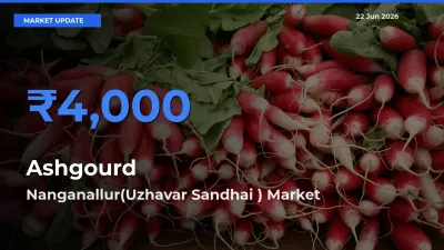 Nanganallur(Uzhavar Sandhai ) Offers ₹4,000 – Highest Ashgourd Rate Today