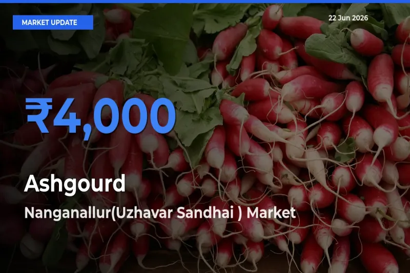 Nanganallur(Uzhavar Sandhai ) Offers ₹4,000 – Highest Ashgourd Rate Today