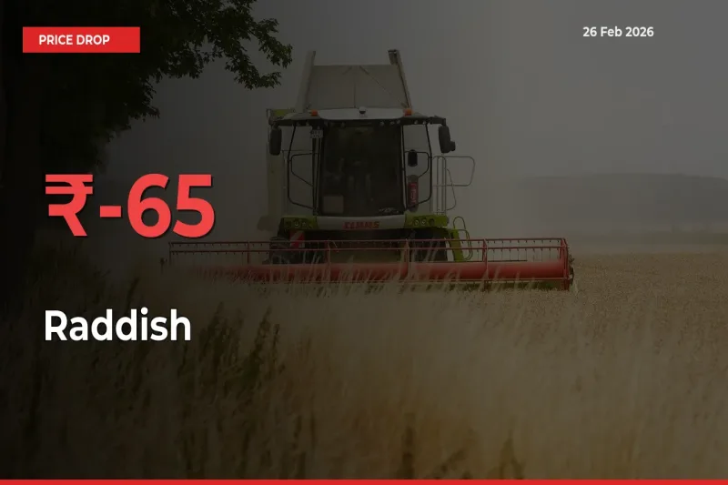 Sharp Fall! Raddish Prices Plunge 64.53% in a Day at Key Mandis