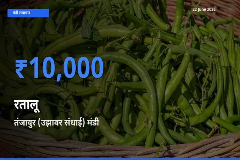 आज का मंडी भाव: रतालू के सबसे ज़्यादा दाम तंजावुर (उझावर संधाई) में