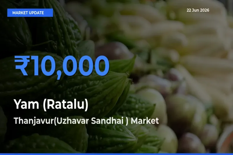 Thanjavur(Uzhavar Sandhai ) Leads as Top Mandi for Yam (Ratalu) Prices
