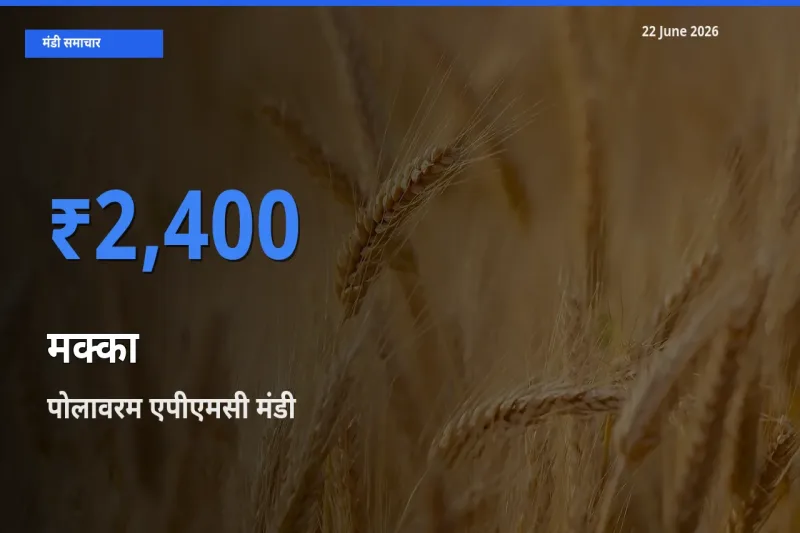 पोलावरम एपीएमसी मंडी में मक्का ₹2,400 पर पहुँचा – आज का सर्वोच्च भाव