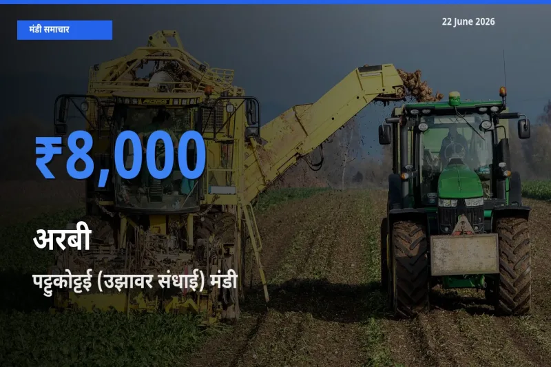 पट्टुकोट्टई (उझावर संधाई) में अरबी का आज सबसे ऊँचा भाव
