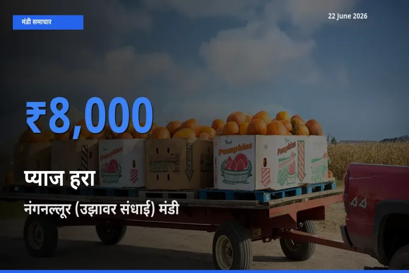 नंगनल्लूर (उझावर संधाई) में प्याज हरा का आज सबसे ऊँचा भाव