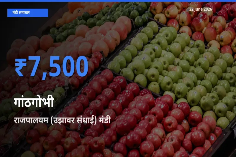 आज गांठगोभी के सबसे ज़्यादा दाम राजपालयम (उझावर संधाई) मंडी में दर्ज