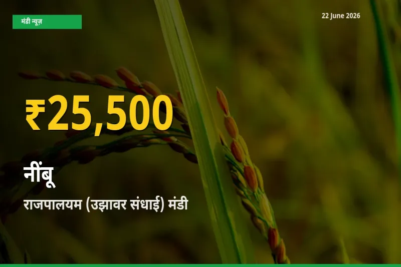 आज का मंडी भाव: राजपालयम (उझावर संधाई) में नींबू सबसे ऊँचे स्तर पर
