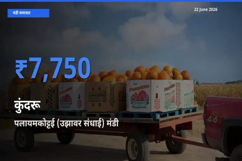 पलायमकोट्टई (उझावर संधाई) मंडी में आज कुंदरू के सबसे ऊँचे दाम दर्ज