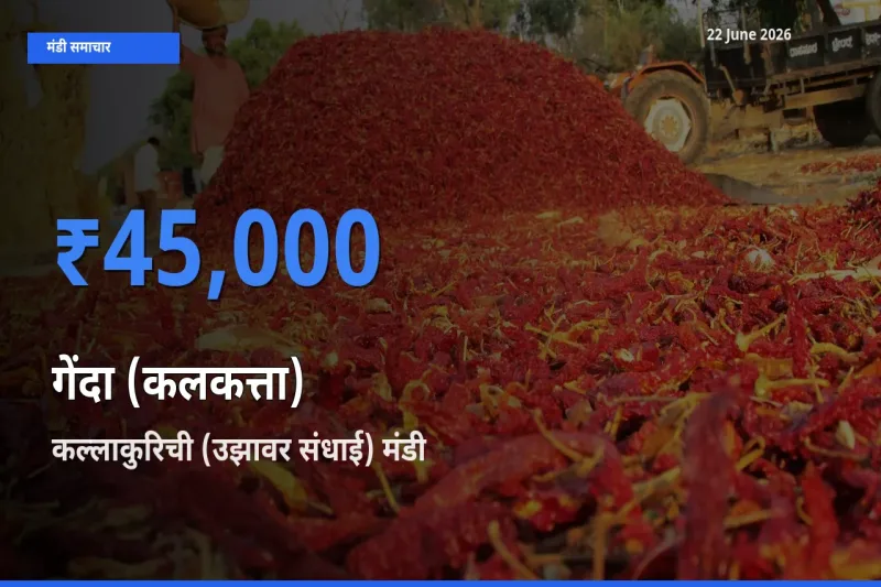 टॉप मंडी बना कल्लाकुरिची (उझावर संधाई)! गेंदा (कलकत्ता) के सबसे ऊँचे दाम यहीं दर्ज
