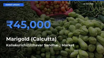 Kallakurichi(Uzhavar Sandhai ) Tops Marigold (Calcutta) Mandi Rates Today