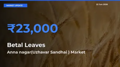 Betal Leaves Mandi Rate Today: Anna nagar(Uzhavar Sandhai ) Tops the List
