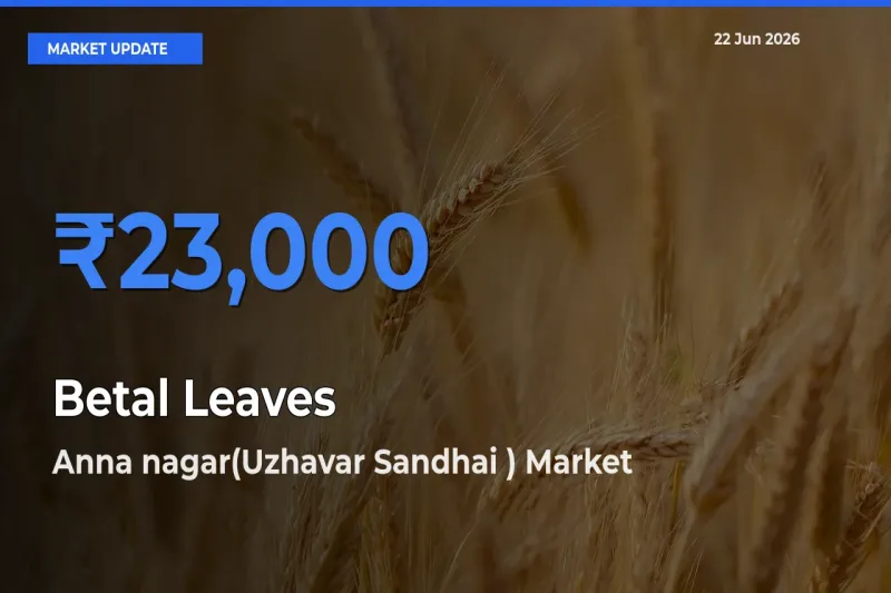 Betal Leaves Mandi Rate Today: Anna nagar(Uzhavar Sandhai ) Tops the List