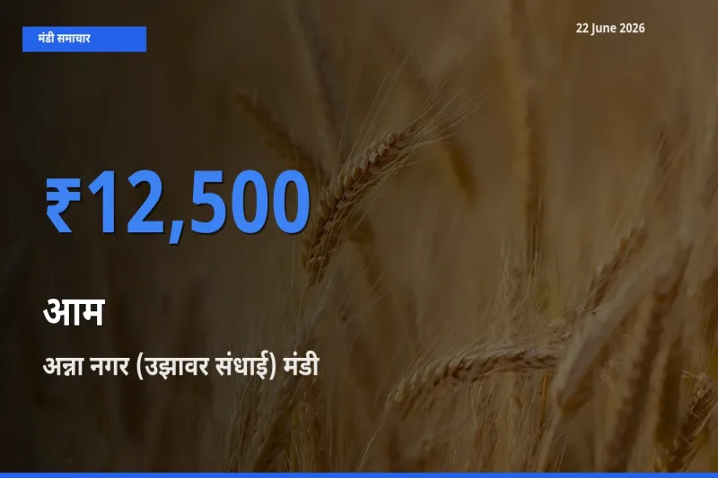 किसानों की पसंद बना अन्ना नगर (उझावर संधाई), आम के सबसे अच्छे दाम