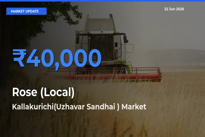 Kallakurichi(Uzhavar Sandhai ) Tops Rose (Local) Mandi Rates Today