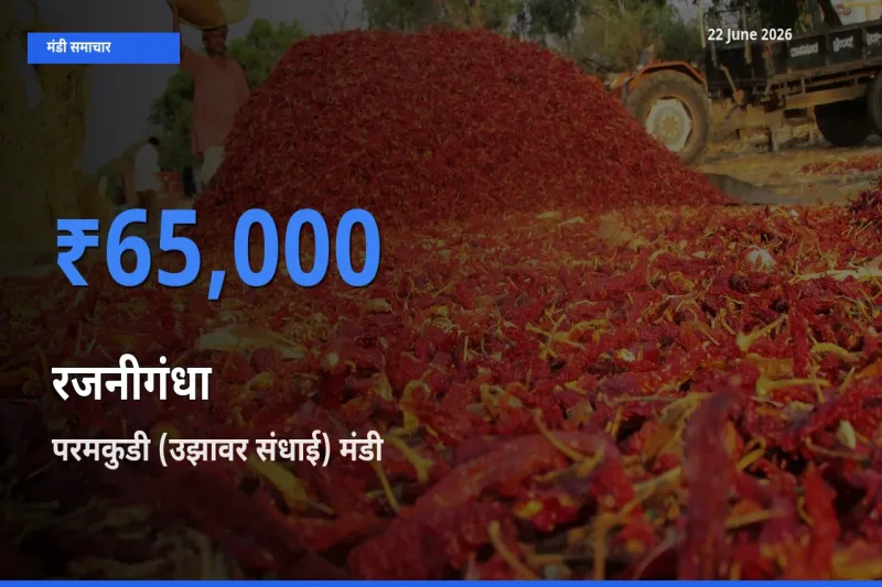 आज रजनीगंधा के सबसे ऊँचे दाम ₹65,000 परमकुडी (उझावर संधाई) मंडी में