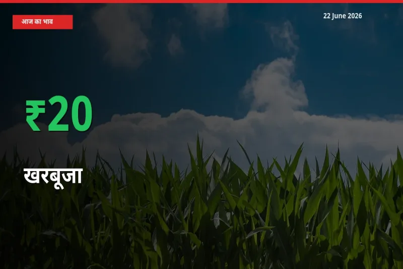 किसानों के लिए खुशखबरी! स्थानीय मंडी में खरबूजा 20.11% उछला