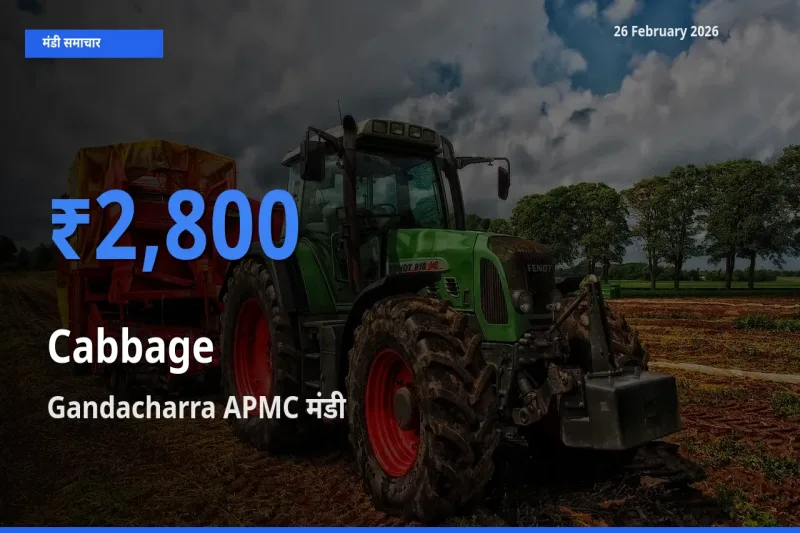 Gandacharra APMC मंडी में आज Cabbage के सबसे ऊँचे दाम दर्ज