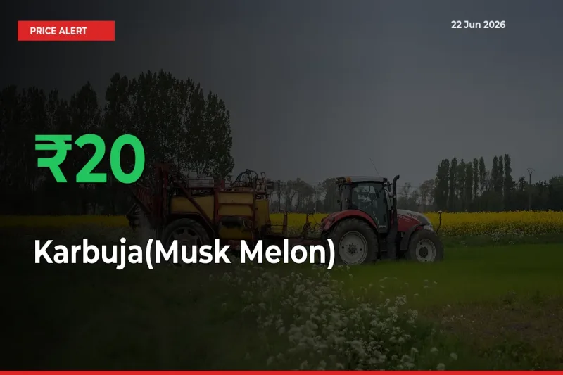 Karbuja(Musk Melon) Mandi Rate Today: Prices Jump 20.11% at Market