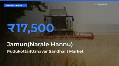 Pudukottai(Uzhavar Sandhai ) Records Highest ₹17,500 Rate for Jamun(Narale Hannu)