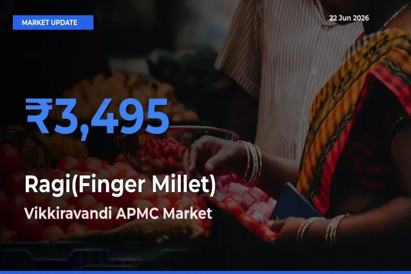 Vikkiravandi APMC Records Highest ₹3,495 Rate for Ragi(Finger Millet)