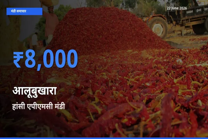 हांसी एपीएमसी मंडी में आज आलूबुखारा के सबसे ऊँचे दाम दर्ज