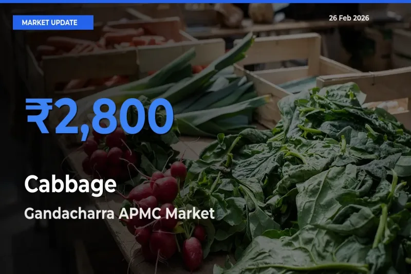Gandacharra APMC Tops Cabbage Rates – February 26 Market Update