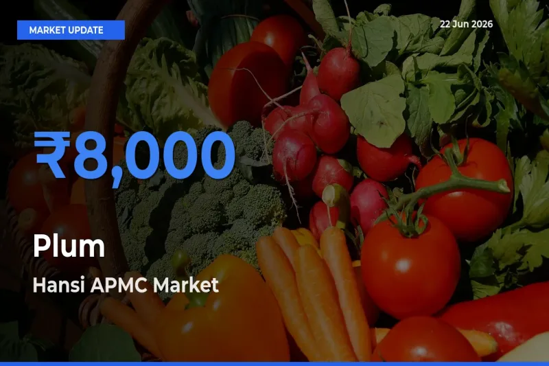 Market Watch: Hansi APMC Becomes Top Mandi for Plum