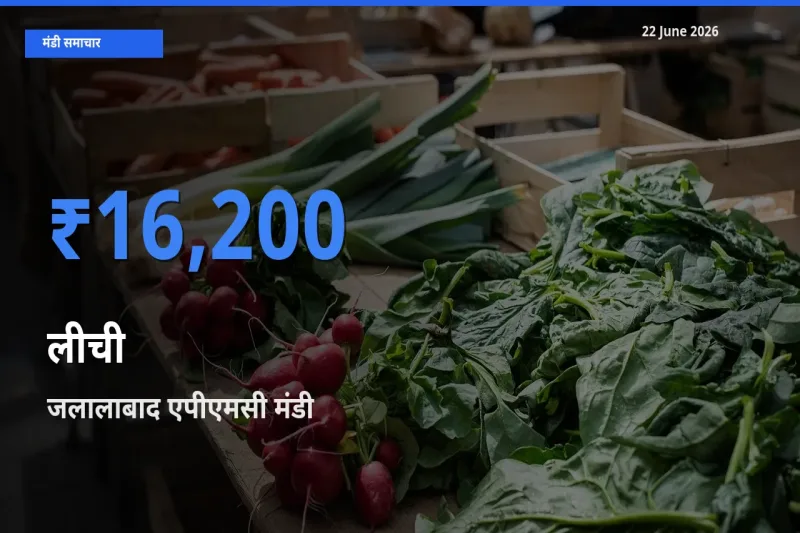 बाज़ार संकेत: जलालाबाद एपीएमसी बना लीची के लिए आज की टॉप मंडी